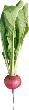 赤かぶ